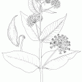 Asclepias Erosa