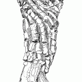 BalsamorhizaRT
