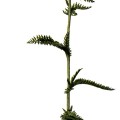 Achillea Millefolium