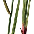 Acorus Calamus