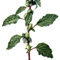Amaranthus Hybridus