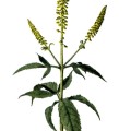 Ambrosia Trifida