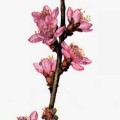 Amygdalus Persica