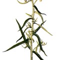 Anaphalis Margaritacea
