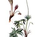 Anemone Patens