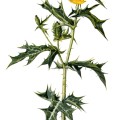 Argemone Mexicana