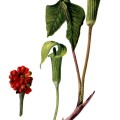 Arisaema Triphyllum