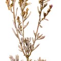 Artemisia Tridentata