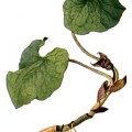 Asarum Canadense