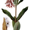 Asclepias Syriaca