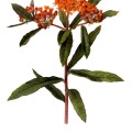 Asclepias Tuberosa