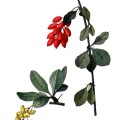 Berberis Vulgaris