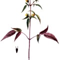 Bidens Frondosa