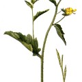 Brassica Arvensis