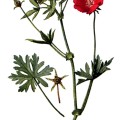Callirhoe Involucrata