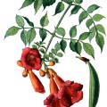 Campsis Radicans