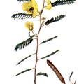 Cassia Fasciculata