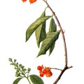 Celastrus Scandens