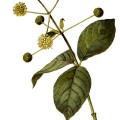 Cephalanthus