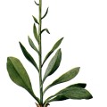 Chamaelirium
