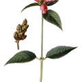 Chelone Lyoni