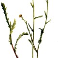 Chrysanthemum Leucanth