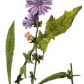 Cichorium Intybus
