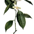 Citrus Sinensis