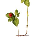 Cornus Canadensis