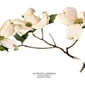 Cornus Florida