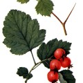 Crataegus Mollis