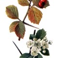Crataegus Succulenta