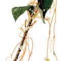Cuscuta Gronovi