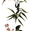 Cynanchum Nigrum