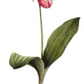 Cypripedium Acaule