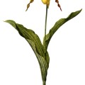Cypripedium Parviflorum