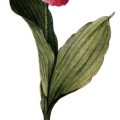 Cypripedium Reginae
