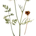 Daucus Carota