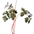 Dicentra Cucullaria