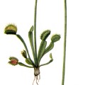 Dionaea Muscipula