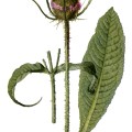 Dipsacus Sylvestris