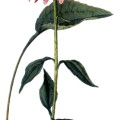 Echinacea Purpurea