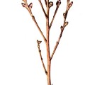 Epifagus Virginianum