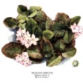 Epigaea Repens