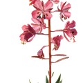 Epilobium Angustifolium
