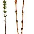 Equisetum Arvense