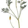 Eschscholtzia Californica