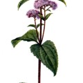 Eupatorium Coelestinum