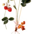 Fragaria Virginiana