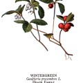 Gaultheria Procumbens
